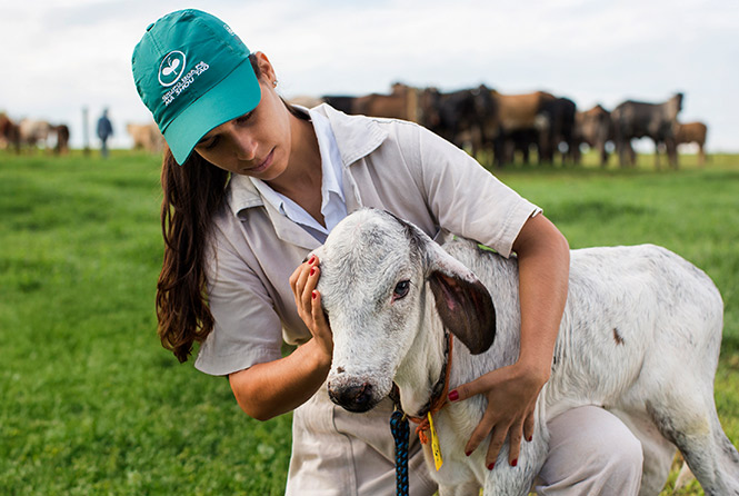 Brazilian veterinarian with calf - Zoetis