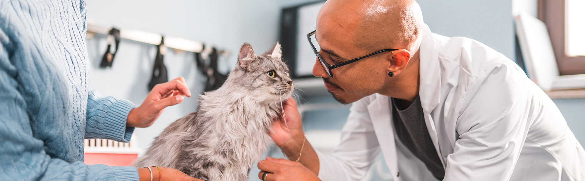 Vetenarian examining cat