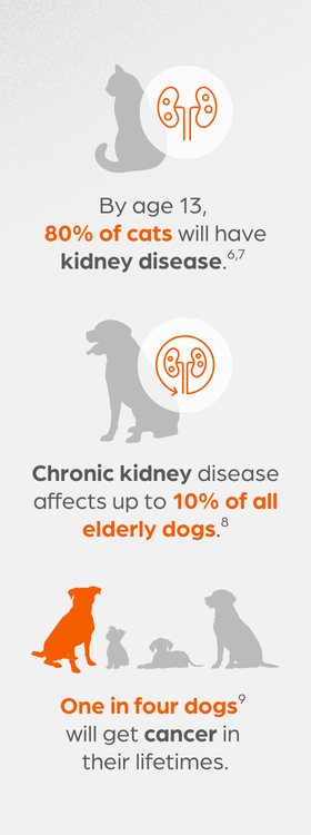 Kidney disease and cancer infographic - Zoetis